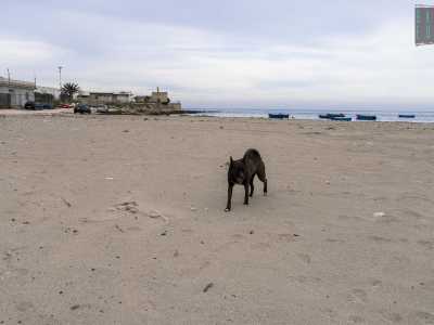 Sull�arenile non c�� nessuno, solo un cane nero che sta lasciando ovunque le sue orme